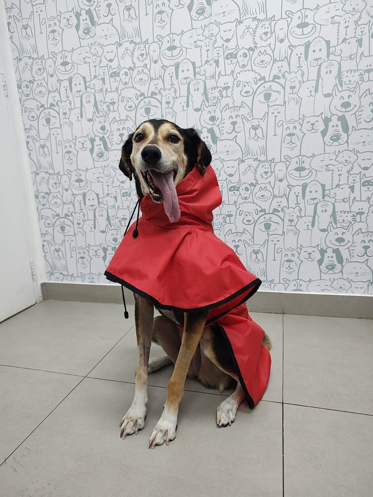 Paciente do HOVET Tijuca protegido da chuva